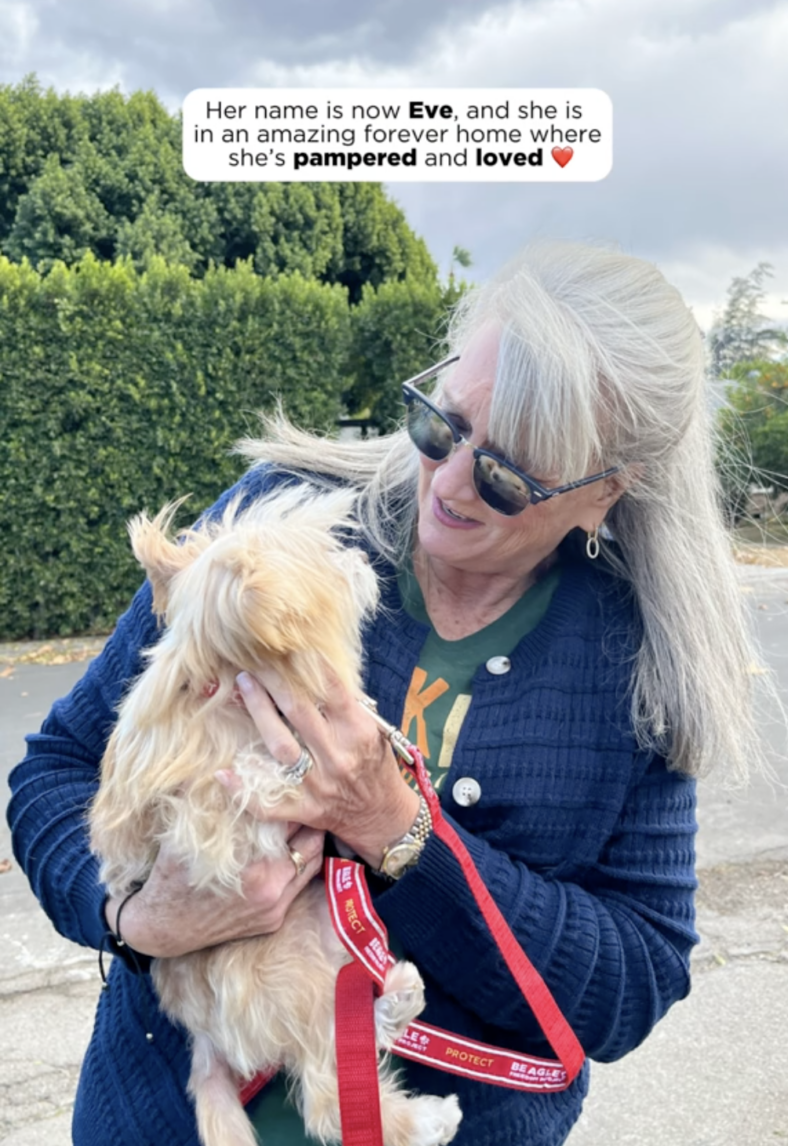 Tiny Senior Dog Was Nearly Euthanized Because She Couldn’t Move—But Rescuers Discovered Was Heartbreaking